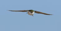 Violet-green Swallow (Tachycineta thalassina) photo, Adult Male in Flight, Santa Clara Cnty, CA, June, 2006