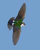 Violet-green Swallow (Tachycineta thalassina) photo, Adult Male in Flight, Santa Clara Cnty, CA, June, 2006