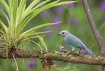 Blue-gray Tanager (Thraupis episcopus) photo, Adult, El Valle, Cocl�, Panama, December, 2005