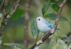 Blue-gray Tanager (Thraupis episcopus) photo, Adult Male, El Valle, Cocl�, Panama, December, 2005