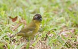 Common Bush-Tanager (Chlorospingus ophthalmicus) photo, , Cocl�, Panama, November, 2005