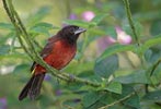 Crimson-backed Tanager (Ramphocelus dimidiatus) photo, Adult Female, El Valle, Cocl�, Panama, November, 2005