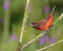 Crimson-backed Tanager (Ramphocelus dimidiatus) photo, Adult Female, El Valle, Cocl�, Panama, December, 2005
