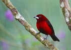 Crimson-backed Tanager (Ramphocelus dimidiatus) photo, Adult Male, El Valle, Cocl�, Panama, December, 2005