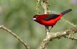 Crimson-backed Tanager (Ramphocelus dimidiatus) photo, Adult Male, El Valle, Cocl�, Panama, December, 2005