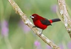 Crimson-backed Tanager (Ramphocelus dimidiatus) photo, Adult Male, El Valle, Cocl�, Panama, December, 2005
