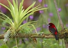 Crimson-backed Tanager (Ramphocelus dimidiatus) photo, Adult Male, El Valle, Cocl�, Panama, December, 2005