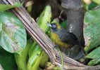 Dusky-faced Tanager (Mitrospingus cassinii) photo, Adult, El Valle, Cocl�, Panama, November, 2005