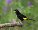 Flame-rumped Tanager (Ramphocelus flammigerus (icteronotus)) photo, Adult Male, El Valle, Cocl�, Panama, December, 2005
