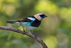 Golden-hooded Tanager (Tangara larvata) photo, Adult Male, El Valle, Cocl�, Panama, December, 2005