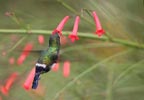 Green Thorntail (Popelairia conversii) photo, Adult Female, El Valle, Cocl�, Panama, December, 2005