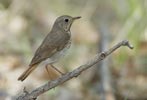 Hermit Thrush (Catharus guttatus) photo, Adult, Kern Cnty, CA, May, 2006