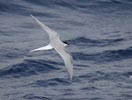 Arctic Tern (Sterna paradisaea) photo, Near-Breeding Adult, Off Cape Verde Islands, April, 2006