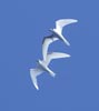 Common White-Tern (Gygis alba) photo, Pair in Courtship Flight, Boatswainbird Island, Ascension, April, 2006