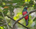 Slaty-tailed Trogon (Trogon massena) photo, Adult Male, Canal Zone, Panama, December, 2005