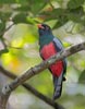 Slaty-tailed Trogon (Trogon massena) photo, Adult Male, Canal Zone, Panama, December, 2005