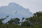 King Vulture (Sarcoramphus papa) photo, Adult in Flight, Canal Zone, Panama, November, 2005