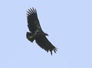 King Vulture (Sarcoramphus papa) photo, Immature in Flight, Canal Zone, Panama, November, 2005
