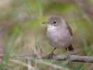 Cape Verde Cane Warbler (Acrocephalus brevipennis) photo, , Cape Verde Islands, April, 2006