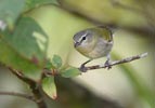 Tennessee Warbler (Vermivora peregrina) photo, Non-breeding, El Valle, Cocl�, Panama, November, 2005