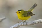 Wilson's Warbler (Wilsonia pusilla) photo, Breeding Male, Kern Cnty, CA, May, 2006