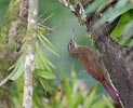 Cocoa Woodcreeper (Xiphorhynchus guttatus) photo, Adult, El Valle, Cocl�, Panama, November, 2005