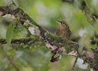 Spotted Woodcreeper (Xiphorhynchus erythropygius) photo, Adult, Cocl�, Panama, November, 2005