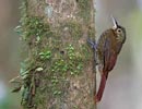 Spotted Woodcreeper (Xiphorhynchus erythropygius) photo, Adult, Cocl�, Panama, November, 2005