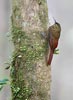 Spotted Woodcreeper (Xiphorhynchus erythropygius) photo, Adult, Cocl�, Panama, November, 2005