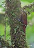 Spotted Woodcreeper (Xiphorhynchus erythropygius) photo, Adult, Cocl�, Panama, November, 2005