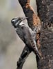 Three-toed Woodpecker (Picoides tridactylus) photo, Adult Male, Deschutes Cnty, OR, July, 2006