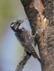 Three-toed Woodpecker (Picoides tridactylus) photo, Adult Male with Food for Nestling, Deschutes Cnty, OR, July, 2006