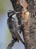 Three-toed Woodpecker (Picoides tridactylus) photo, Adult Male with Nestling, Deschutes Cnty, OR, July, 2006