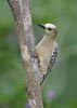 Red-crowned Woodpecker (Melanerpes rubricapillus) photo, Adult Female, El Valle, Cocl�, Panama, November, 2005