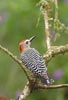 Red-crowned Woodpecker (Melanerpes rubricapillus) photo, Adult Male, El Valle, Cocl�, Panama, December, 2005