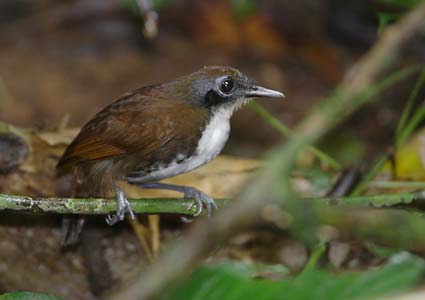 Bicolored Antbird (Gymnopithys leucaspis) photo image