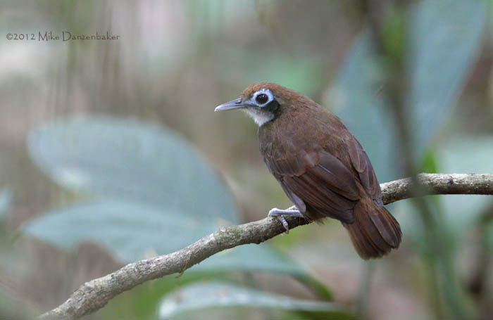 Bicolored Antbird (Gymnopithys leucaspis) photo image