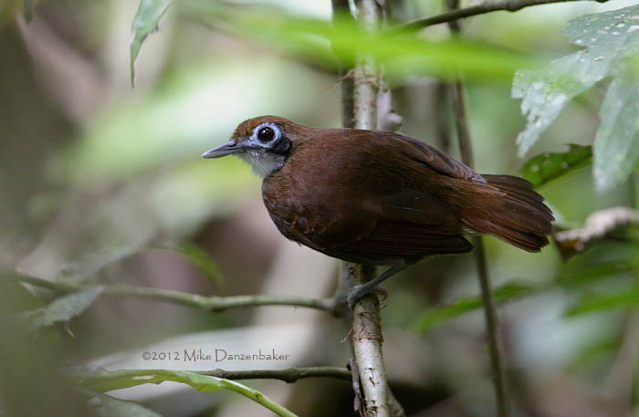 Bicolored Antbird (Gymnopithys leucaspis) photo image