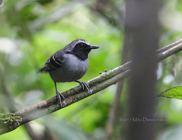 Black-faced Antbird (Myrmoborus myotherinus) photo