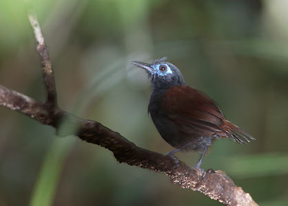Chestnut-backed Antbird (Myrmeciza exsul) photo image