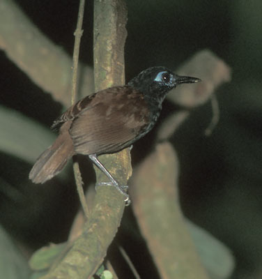Chestnut-backed Antbird (Myrmeciza exsul) photo