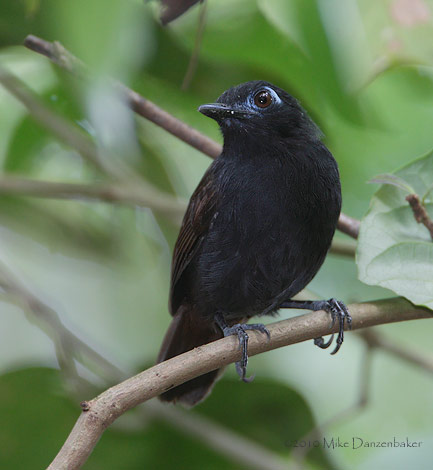 Chestnut-backed Antbird (Myrmeciza exsul) photo