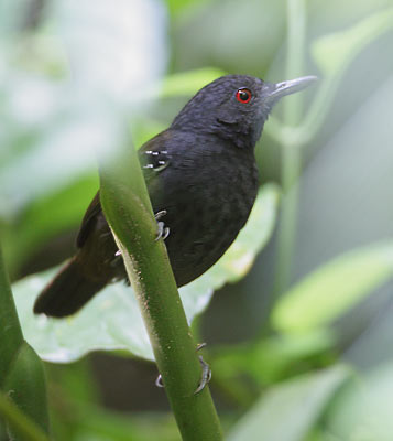 Dull-mantled Antbird (Myrmeciza laemosticta) photo image