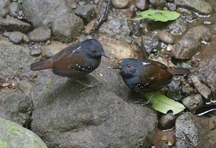 Dull-mantled Antbird (Myrmeciza laemosticta) photo image