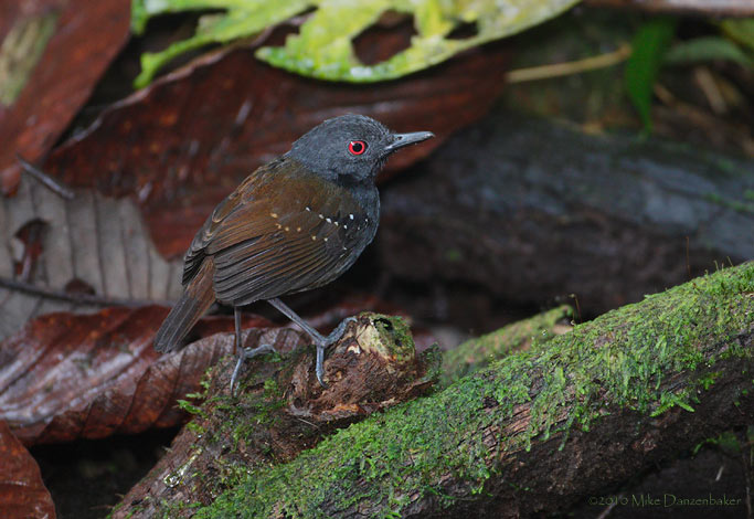 Dull-mantled Antbird (Myrmeciza laemosticta) photo