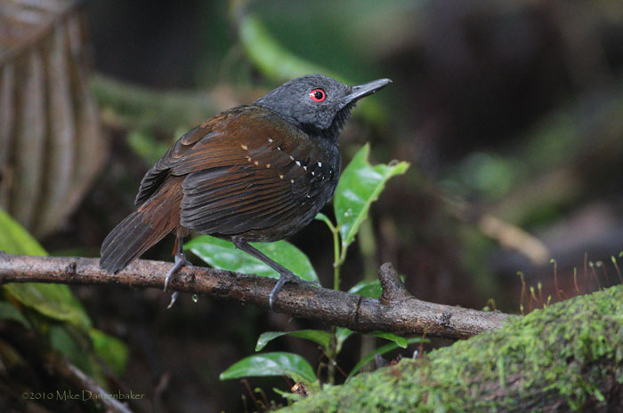 Dull-mantled Antbird (Myrmeciza laemosticta) photo image