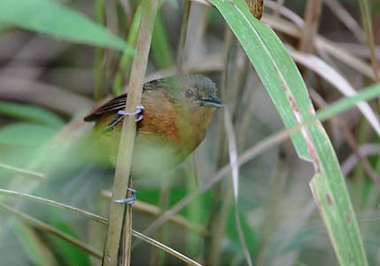 Dusky Antbird (Cercomacra tyrannina) photo image