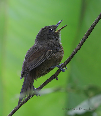 Dusky Antbird (Cercomacra tyrannina) photo