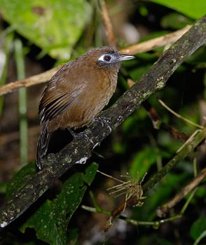 Immaculate Antbird (Myrmeciza immaculata) photo image