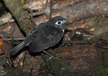 Immaculate Antbird (Myrmeciza immaculata) photo image